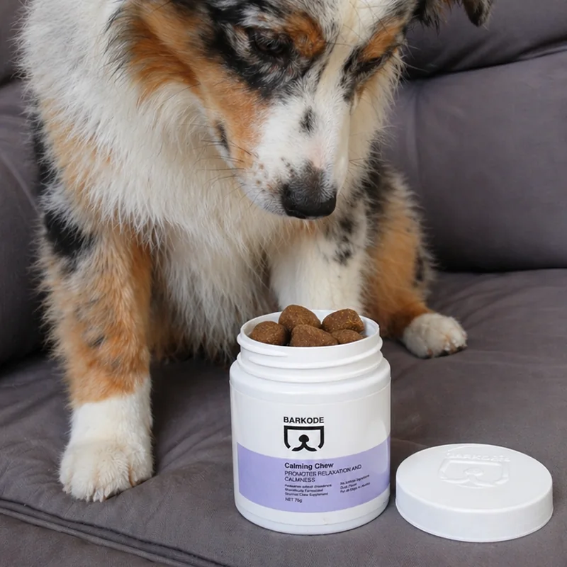 Australski ovčar gleda u otvorenu posudu Calming Chew