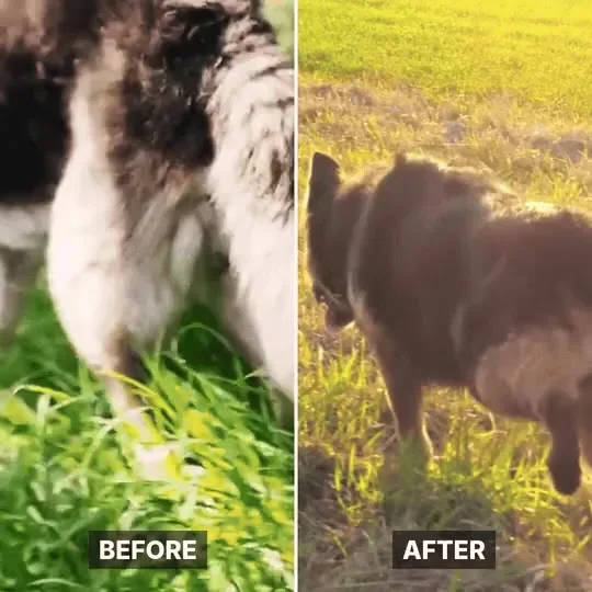 Fotografija istog psa prije i poslije